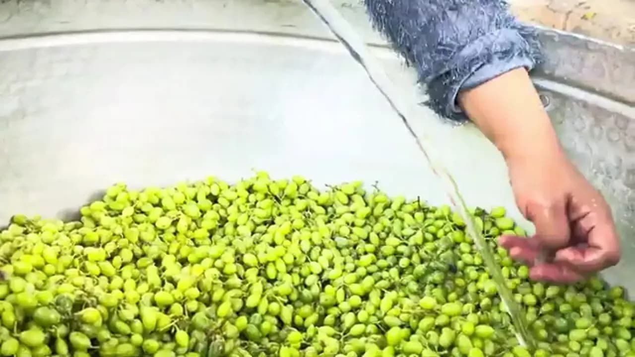 غذای ایرانی اصیل: از برداشت غوره تازه تا تهیه آبغوره خانگی